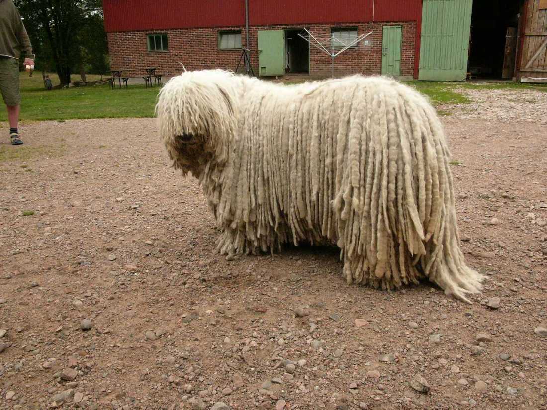 AfrasElternzuBesuch002